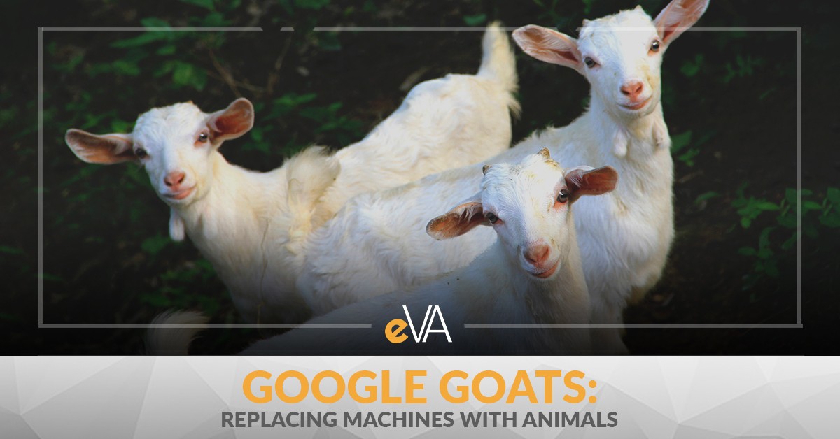 Google Goats: Replacing Machines with Animals